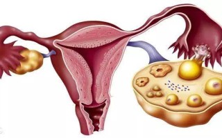 包含男女性生殖健康能量学的意义的词条