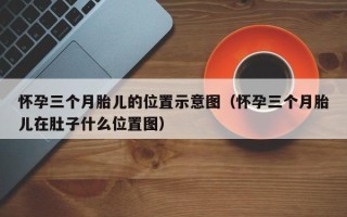 怀孕三个月胎儿的位置示意图（怀孕三个月胎儿在肚子什么位置图）