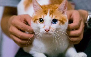 在路边摸猫或叫猫，会被猫认为是想「收养它」吗?(摸猫时猫叫代表什么)