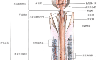 男性生殖健知识问答(正经的男性生殖科普小知识)