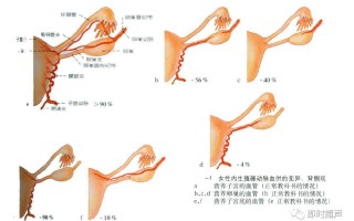 男女生殖系统解剖(男女生殖系统解剖瓶装标本)