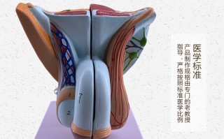 大亚湾男女生殖体检中心(大亚湾男女生殖体检中心在哪里)
