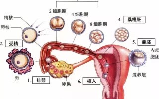 如何怀孕(如何怀孕成功率高)