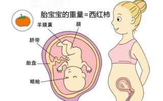 怀孕后男女生殖宝宝发育区别(怀孕期男孩和女孩的反应有什么区别)