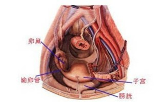 男女生殖系统的器官和功能(男女生殖系统的组成和各个结构的功能)