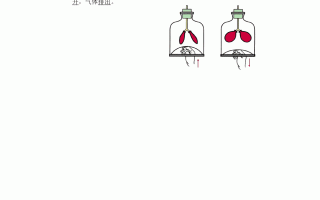 生殖消化呼吸知识点(参与人体消化呼吸运动生殖的系统)