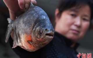 帕库食人鱼(帕库食人鱼为什么吃睾丸)