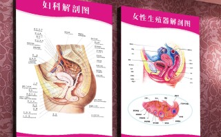 男女生殖系统解剖图片(男女生殖系统的组成和各个结构的功能)