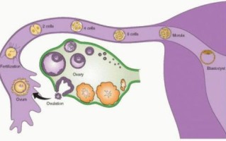 卵巢囊肿怎么做试管移植的(卵巢囊肿做试管适合什么方案)