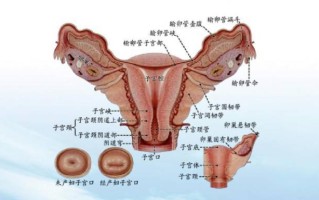 包含男女性生殖系统实训总结的词条