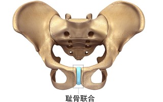 孕妇耻骨在哪个位置图(孕妇耻骨在哪里身体哪个位置图片)