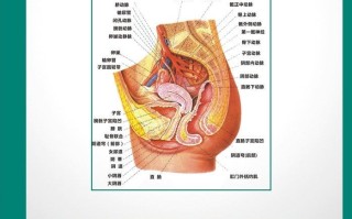 生殖妇科知识基础(妇科生殖医学科是干嘛的)