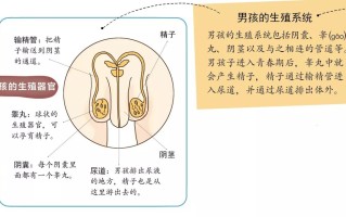男女生殖系统正面结构图(男女生殖系统正面结构图片)