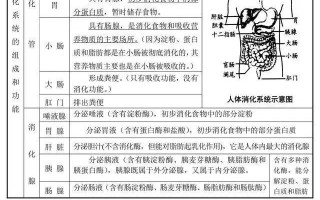 男女生殖系统填空(男女生殖系统的组成和各个结构的功能)