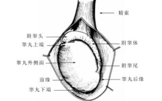 婴儿刚出生阴囊很大(婴儿刚出生阴囊很大?)