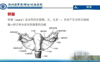 男女性生殖系统是什么(男女生殖系统的组成和各个结构的功能)