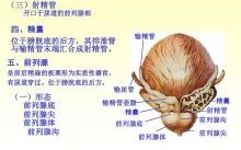 关于新生儿有男女生殖器图片的信息