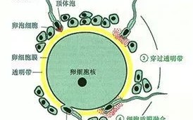 试管婴儿怎么做的全过程地图(试管婴儿怎么做的全过程视频导航 黑龙江天元)