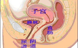 男女生殖系统的主要器官分别是什么和什么的简单介绍