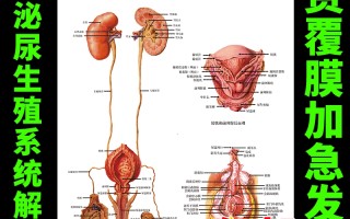 男性外生殖科知识(男性外生殖科知识讲解)
