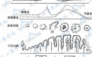 健康女性月经周期性激素变化(女性月经周期激素水平变化规律)