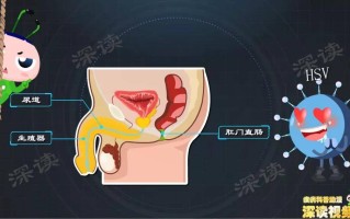 生殖器疱疹知识普及的简单介绍