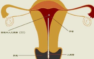 涨生殖知识(生殖知识科普)