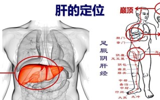 肝肾肠胃养生小知识及讲解(肝肾肠胃养生小知识及讲解图)