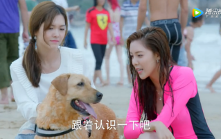 神犬小七演员表(神犬小七演员表第一季)