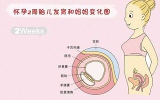 男女胎儿生殖区别(胎儿男宝女宝生殖)