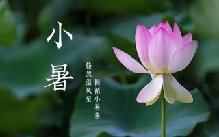 小暑养生知识点总结(小暑养生知识点总结大全)