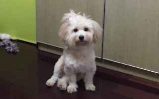 马耳他梗犬(马耳他孔子学院)