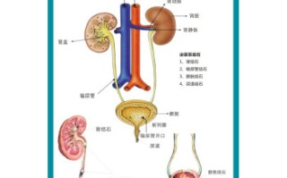 男女生殖系统组成分别是什么(男女生殖系统的组成和各个结构的功能)