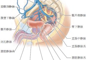 男女生殖系统有哪些器官组成(男女生殖系统有哪些器官组成的)