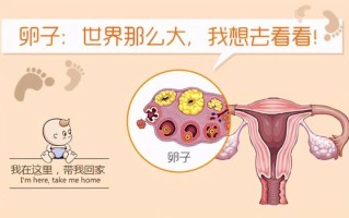 女性不孕不育相关知识(女性不孕不育的疾病有哪些)