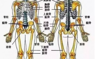 男女生殖系统侧面图(男女生殖系统的组成和各个结构的功能)