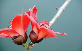 木棉花的功效(木棉花的功效与主治作用)