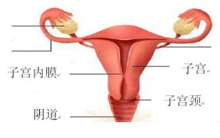 女性生殖健康问题有哪些(女性生殖健康包括哪四要素)