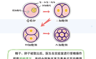 试管婴儿怎么做的全过程案例(原来做试管婴儿的过程是这样的,看完有点心疼妈妈)