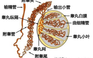 关于男女产生的生殖细胞分别是什么的信息