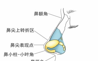 7岁孩子鼻子出血后如何护理(小孩7岁鼻子出血是什么原因?怎么治疗?)