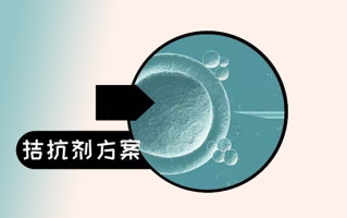 试管婴儿需要多长时间(试管婴儿需要多长时间才能成功)