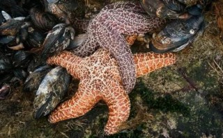 初中生物关于男女性生殖器官的简单介绍