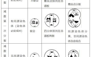 男女性的生殖细胞分别是什么的简单介绍