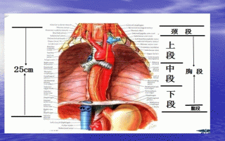 食管癌临床表现(食管癌临床表现有哪些)