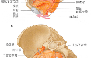 男性生殖系统知识框架(男性生殖系统的结构和功能总结)