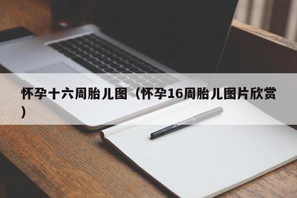 怀孕十六周胎儿图（怀孕16周胎儿图片欣赏）-第1张图片-鲸幼网